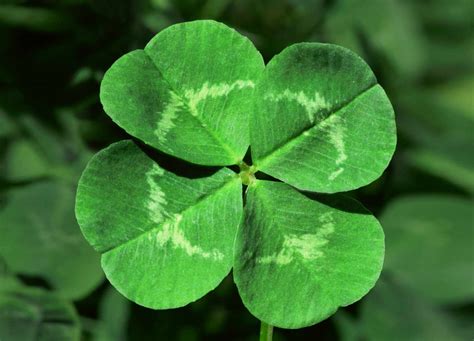 cloverget
